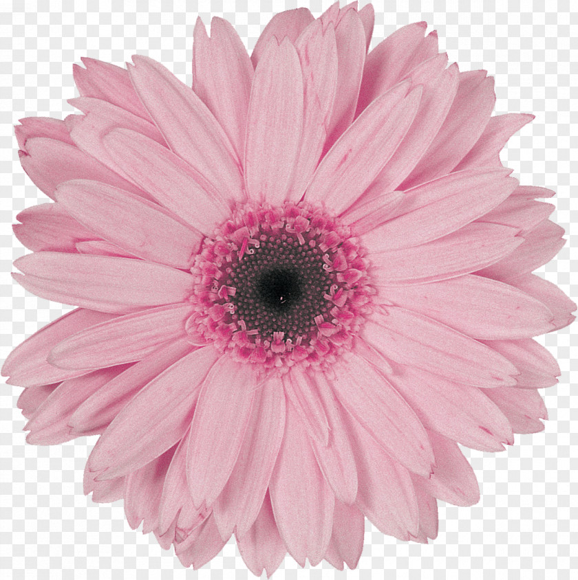 Gerbera Flower Transvaal Daisy Pink Violet Garden Roses PNG