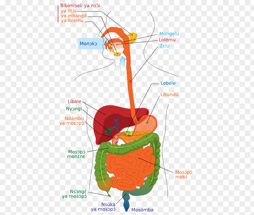 Lane Human Digestive System Diagram Gastrointestinal Tract Digestion Body PNG