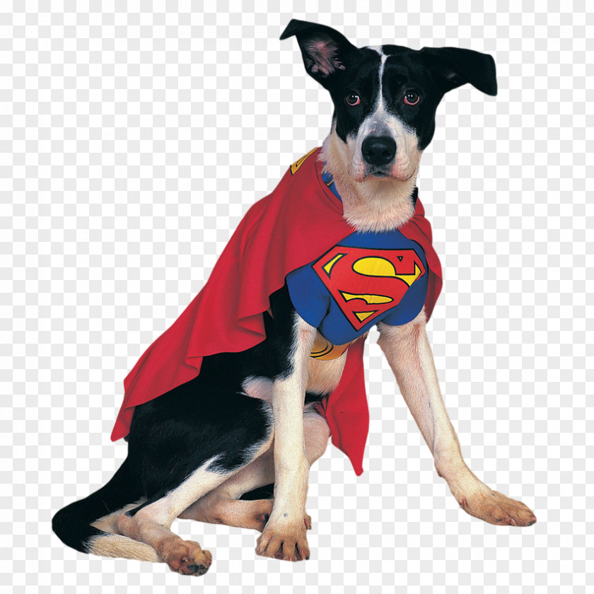 Superman Puppy Clothing Clark Kent Batman Robin Dog Cat PNG