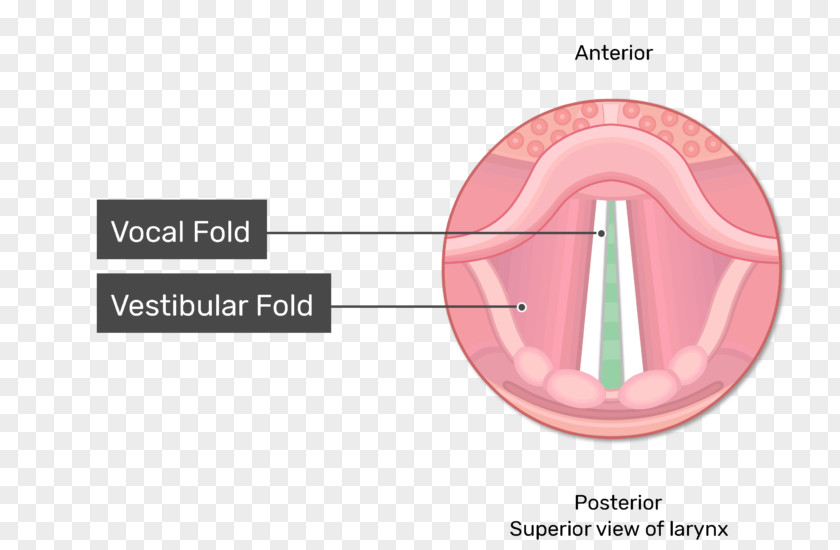 Vocal Cords Epiglottis Larynx Folds Vestibular Fold PNG