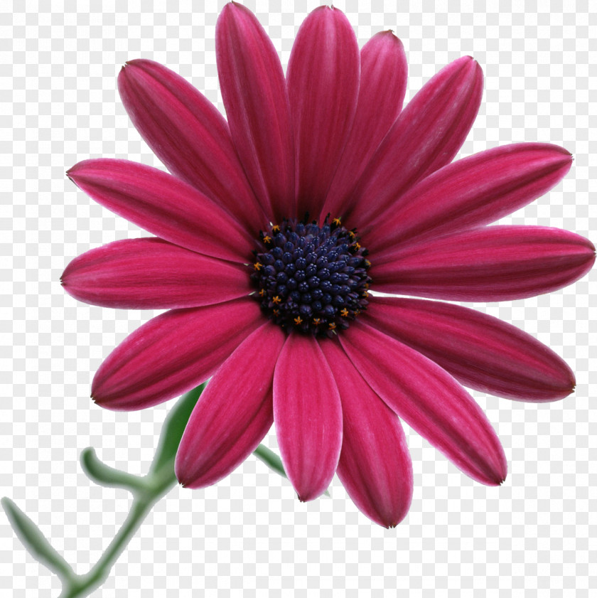 Camomile Flower Desktop Wallpaper Stock Photography Clip Art PNG