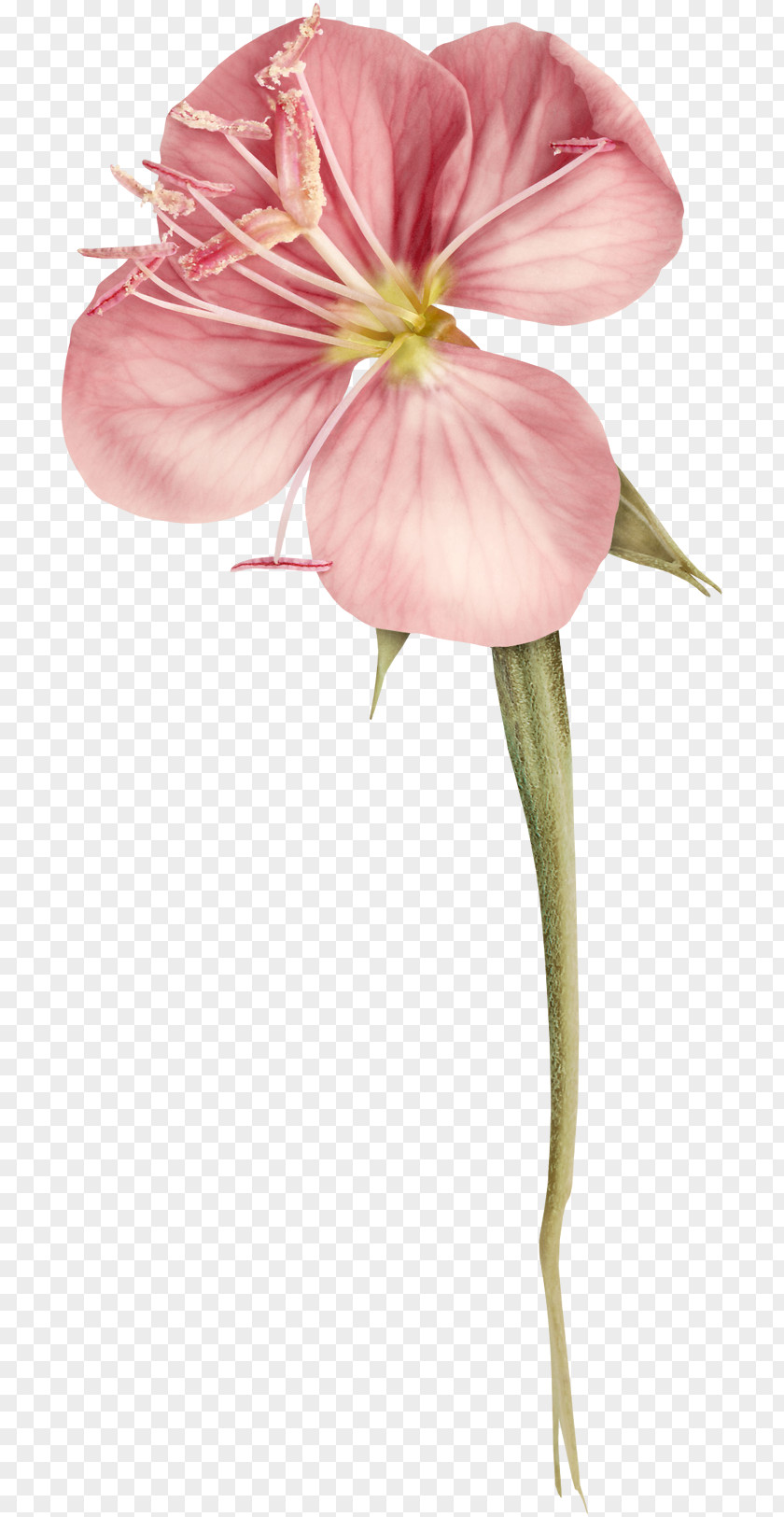 Flower Petal Rose Pink Design PNG