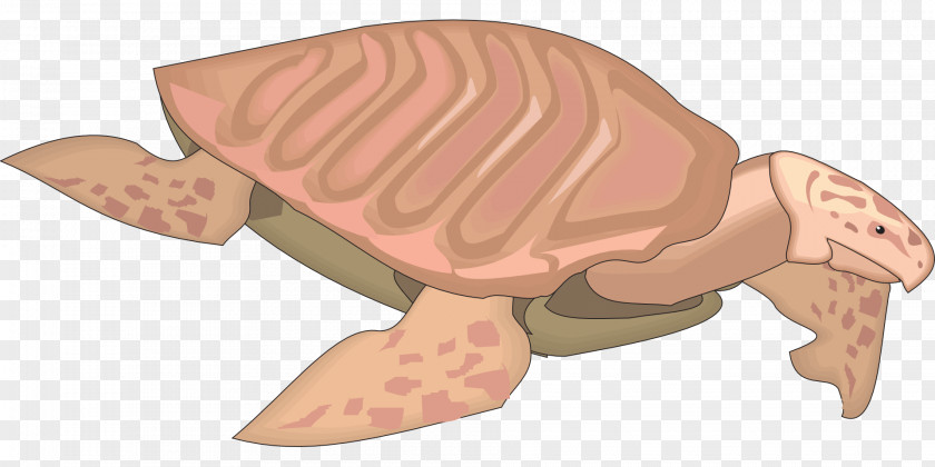 咖啡海报图片素材 Tortoise Sea Turtle Archelon Reptile PNG