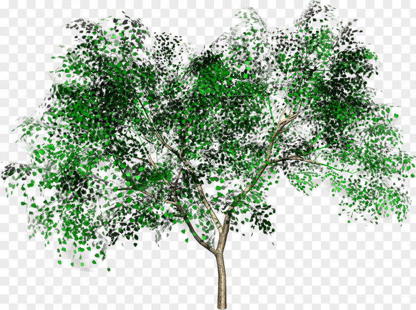 Tree Woody Plant Forest Shrub Branch PNG