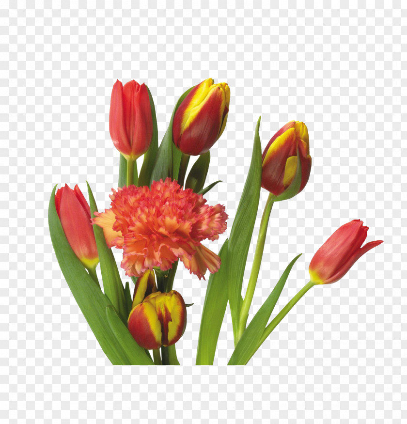 Tulip Indira Gandhi Memorial Garden Flower PNG