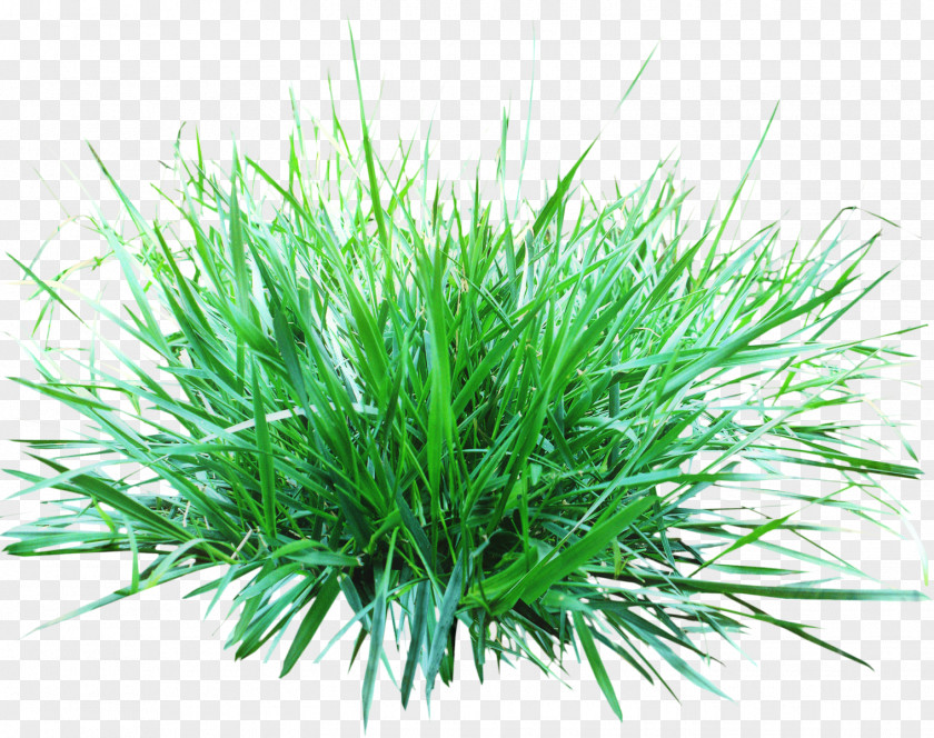 Wheatgrass Shortstraw Pine Green Grass Background PNG