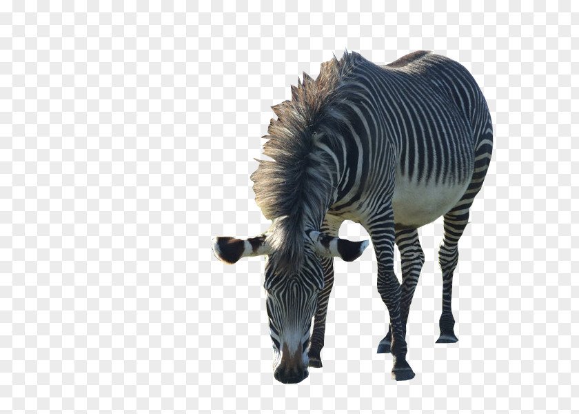 Zebra Quagga Mane Animal Neck PNG