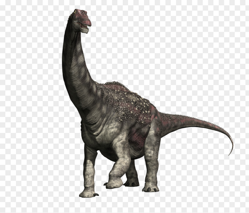 Dinosaur Diamantinasaurus Size Tyrannosaurus Compsognathus Brachiosaurus PNG