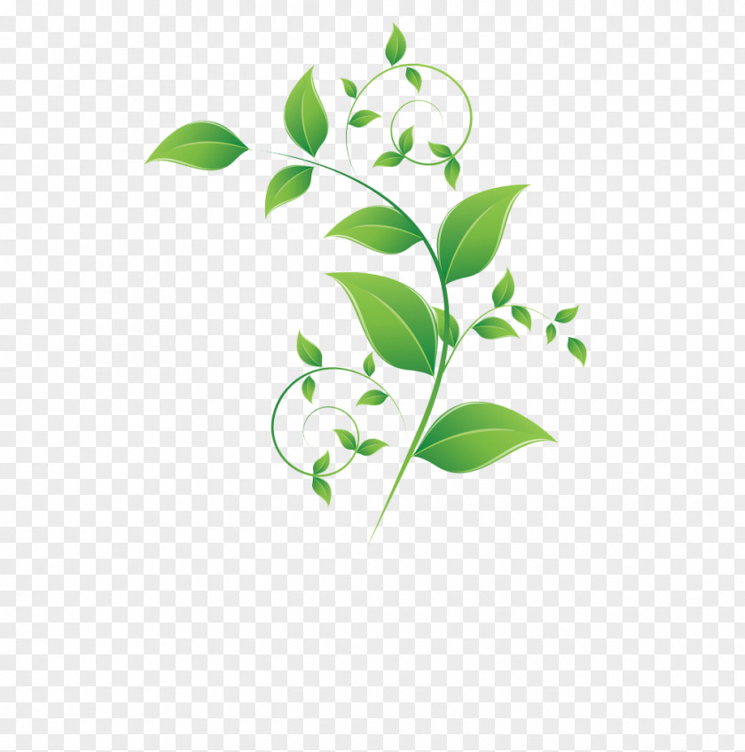 Leaf Adobe Illustrator Green PNG