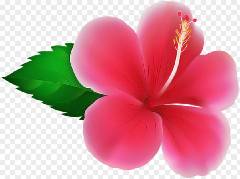 Petal Pink Frangipani Flower Plant PNG