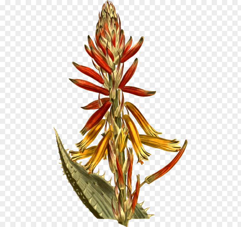 Aloe Vera Clip Art Botanical Illustration Drawing PNG
