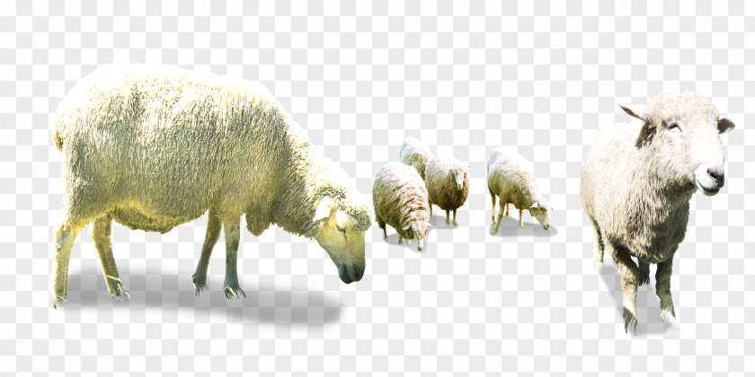 Bow Flock Sheep Goat Herding PNG