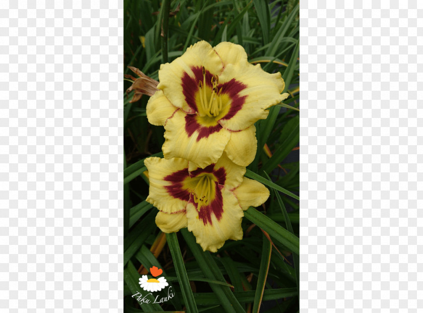 Cut Flowers Daylily PNG