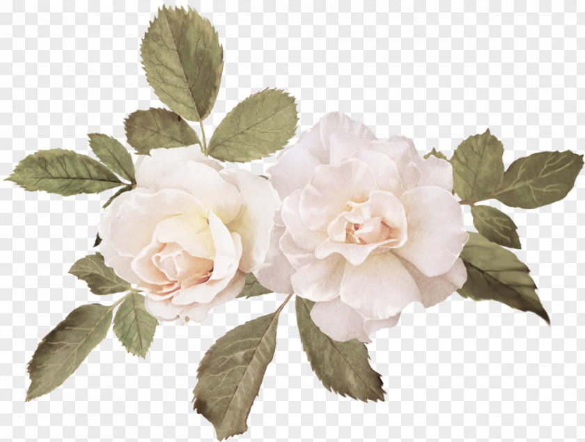 Painting Watercolor Wedding Photography Cabbage Rose Canvas PNG