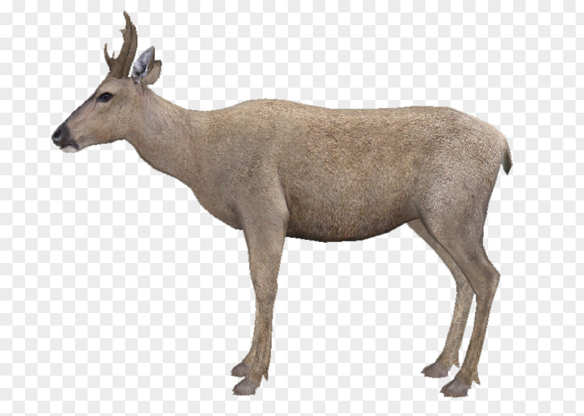 Reindeer Elk White-tailed Deer Musk Deers Antelope PNG