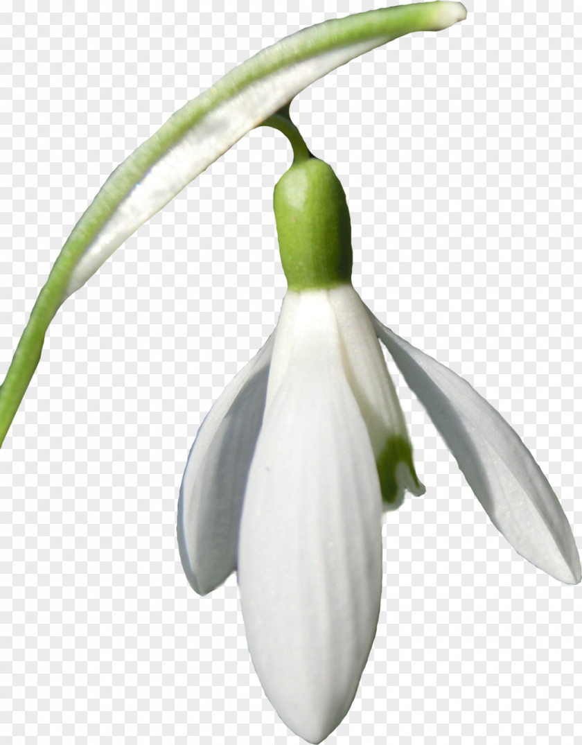 Snowdrop Flower Clip Art PNG