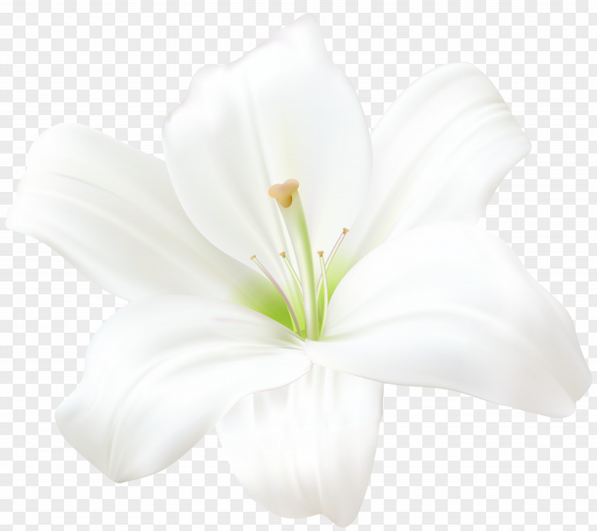 White Roses Lilium Candidum Amaryllis Belladonna Flower Clip Art PNG