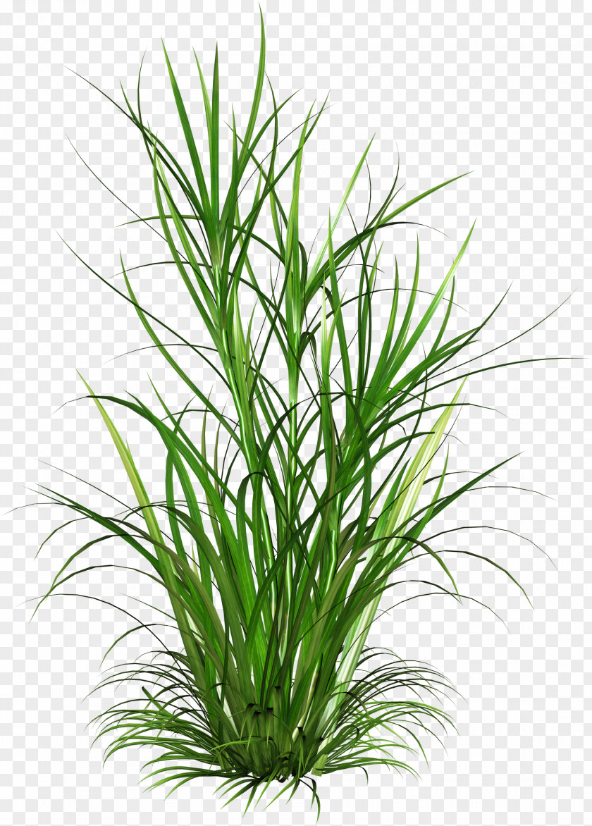 Grass Born From Weeds And Rats Scutch Download PNG