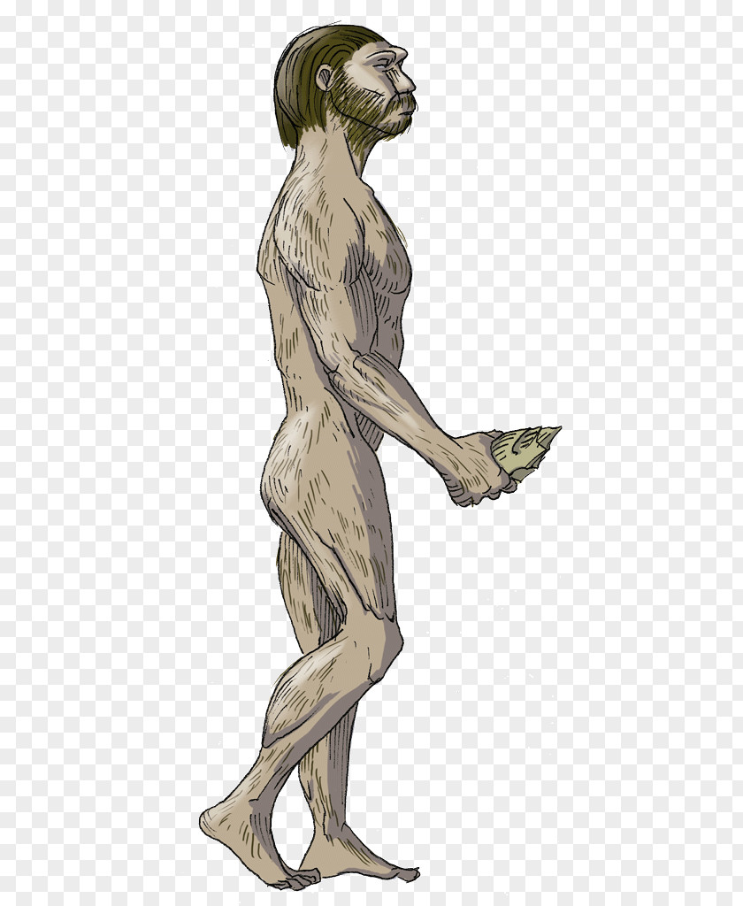 Human Beings Homo Sapiens Neanderthal Antecessor Upright Man Habilis PNG