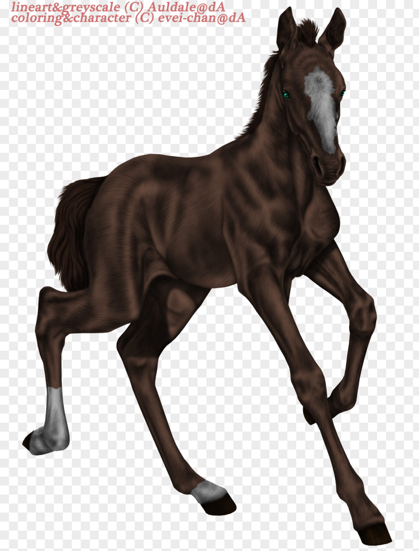 Mustang Mare Foal Stallion Colt PNG