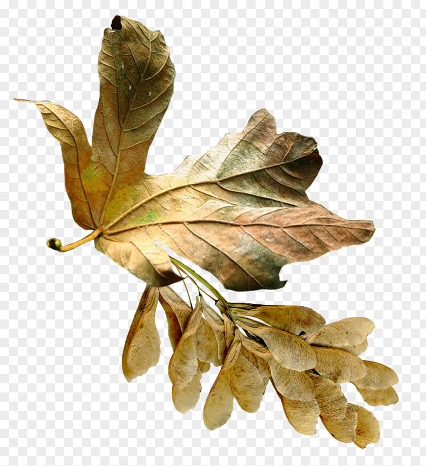 Plant Aceraceae Photography Clip Art PNG