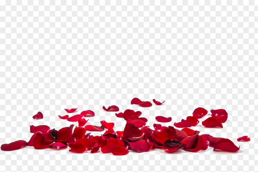 Red Rose Petals Image Petal Stock Photography Flower Stock.xchng PNG