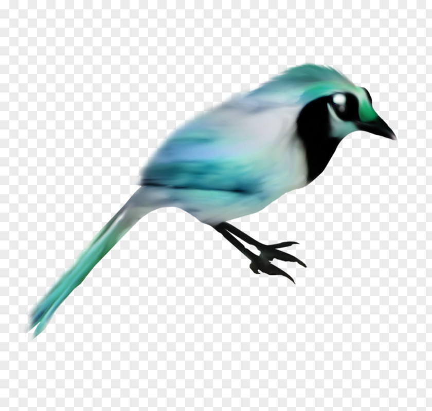 Bird Blue Jay Sky Beak PNG