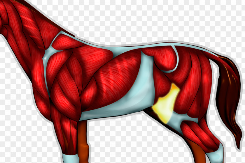 Horse Shoulder Cartoon Thumb PNG