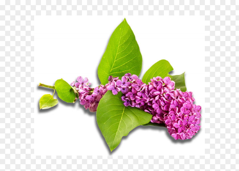 Lilac Stock Photography Violet Flower PNG