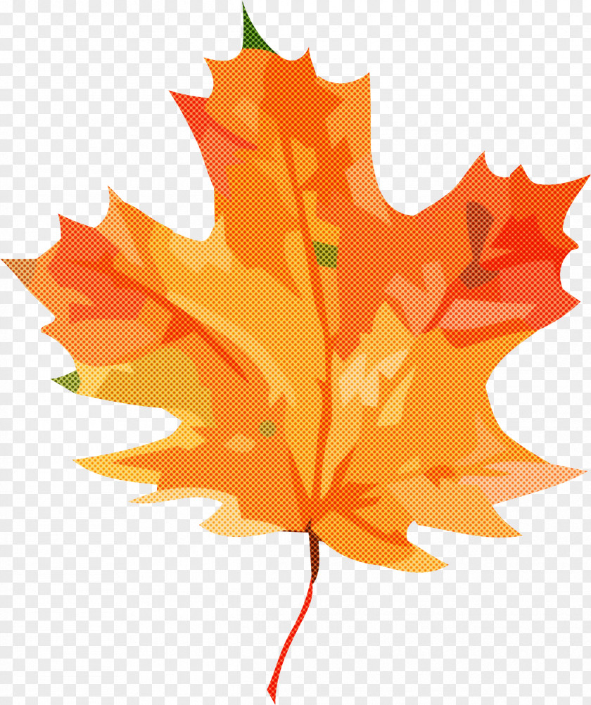 Maple Leaf PNG