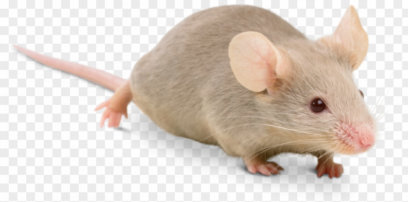 Mouse Fancy Rodent Ragdoll Brown Rat PNG