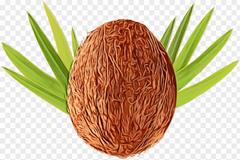 Plant Egg Cartoon PNG