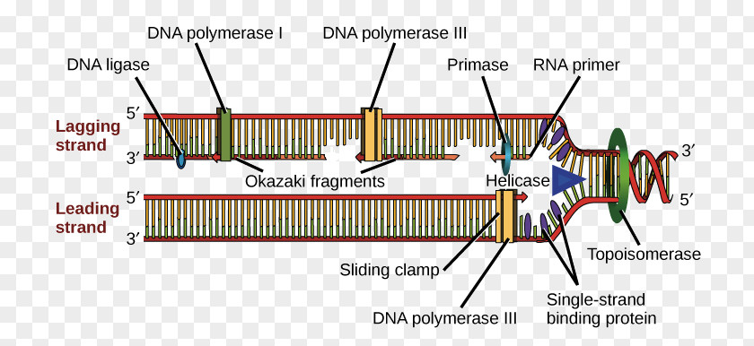 Prokaryotic DNA Replication Polymerase Helicase PNG