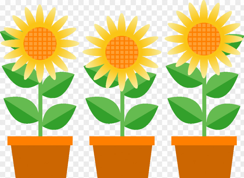 Flower Common Sunflower Illustration 暑中 Clip Art PNG