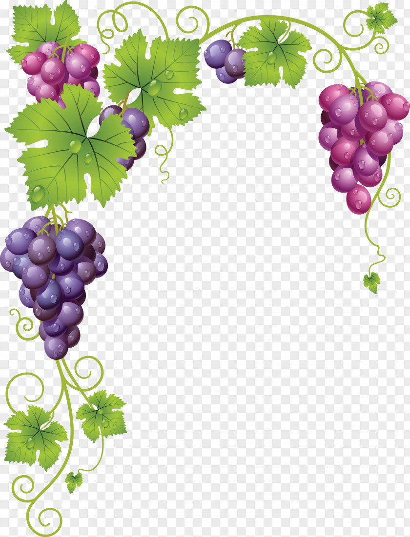 Grapes Grapevines Grape Leaves Wine PNG