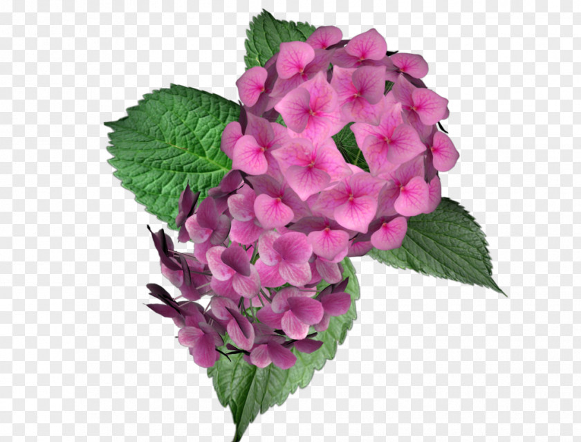 Hydrangea Viburnum Yandex Russia Vervain User PNG