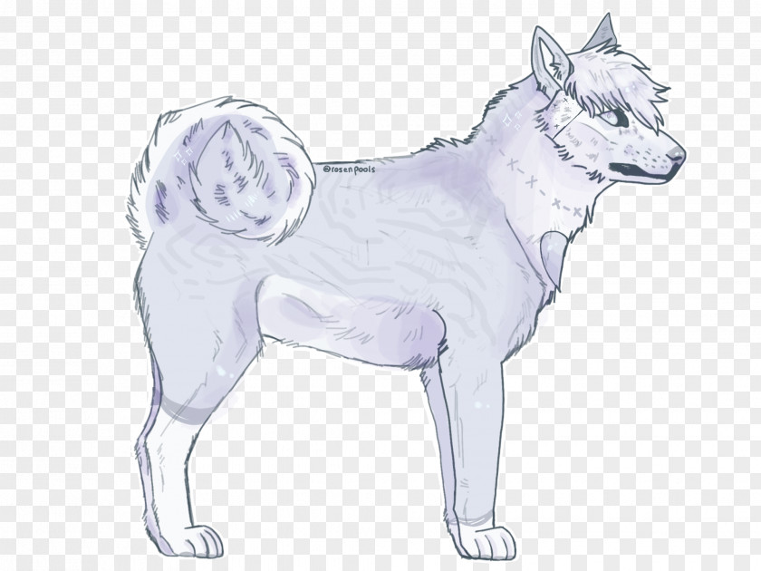 Puppy Kishu Dog Breed Sketch Whiskers PNG