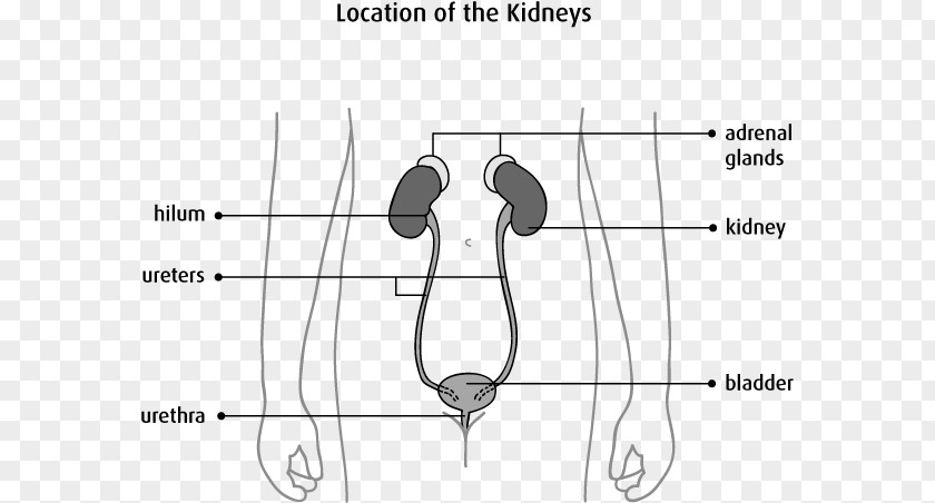 Cancer Cell Details Kidney Ureter Excretory System Renal Pelvis Urine PNG