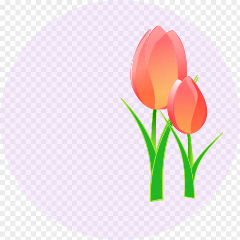 Free Tulip Clipart Mania Clip Art PNG