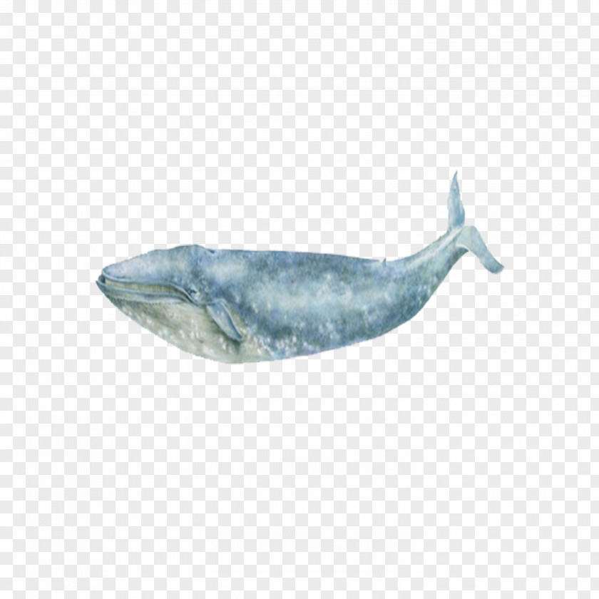 Oceans Whale Blue Sea Ocean PNG