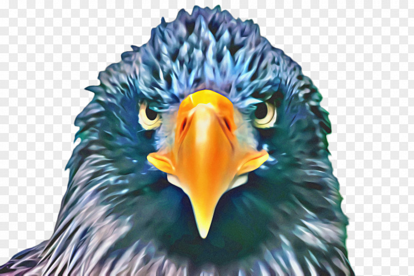 Sea Eagle Wildlife Bird PNG