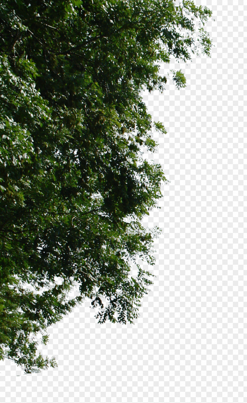 Tree Oak Cottonwood PNG