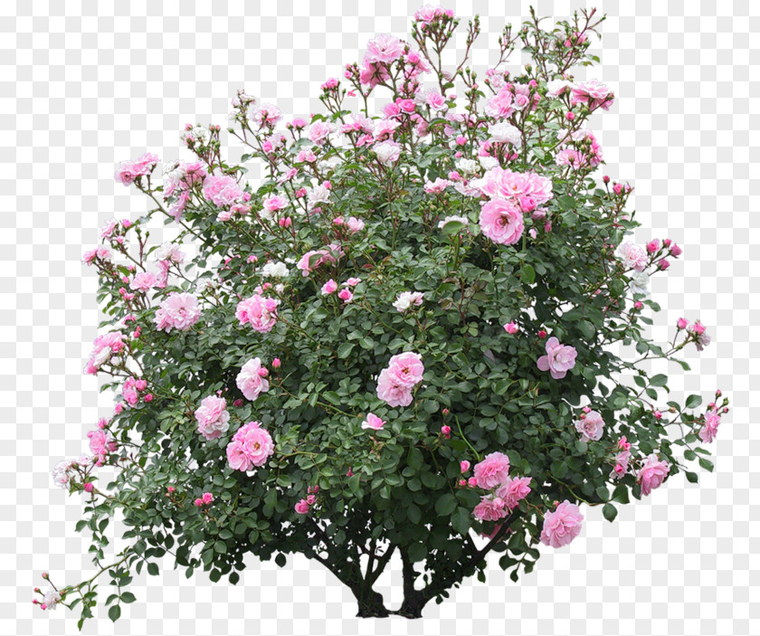 Tree Shrub PNG