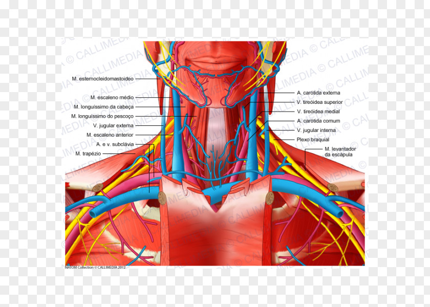 Heart Human Anatomy Body Neck Blood Vessel PNG