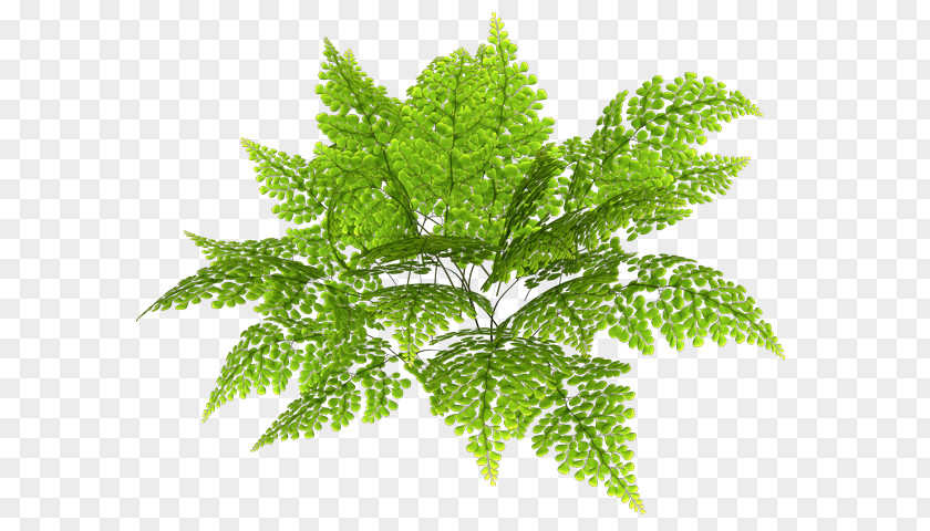 Leaf Fern Herbalism PNG