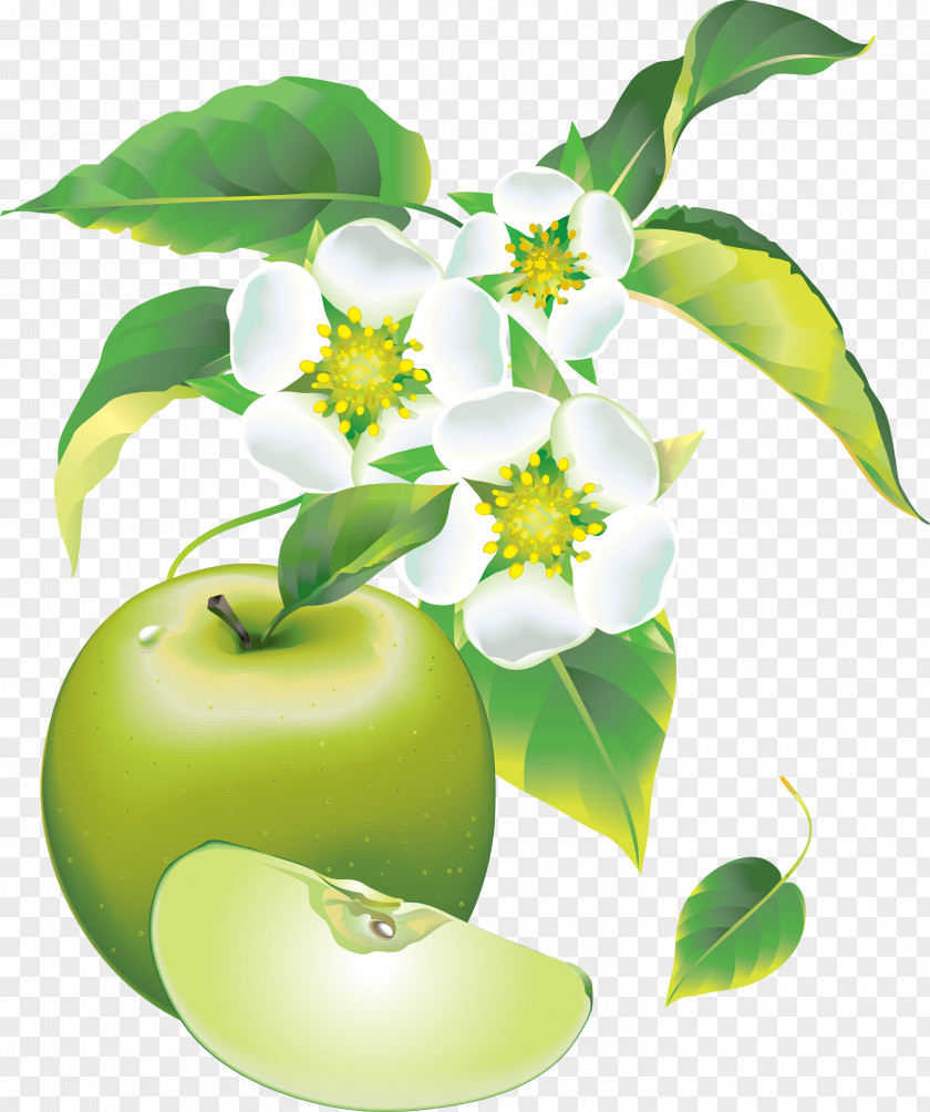 Painted Green Apple Apples Picture Frame Clip Art PNG