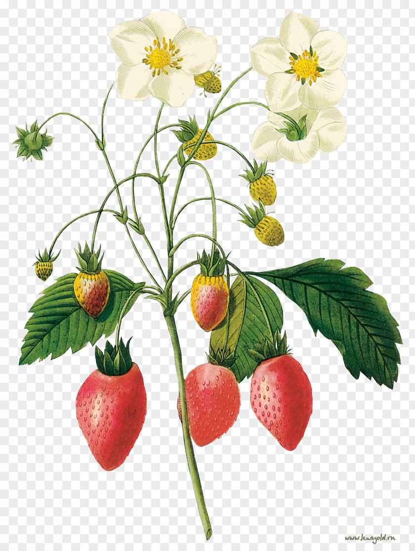 A Strawberry Botanical Illustration Botany Printmaking Illustrator PNG