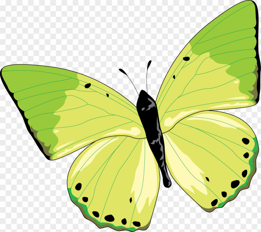 Butterfly Clouded Yellows Monarch Gossamer-winged Butterflies Moth PNG