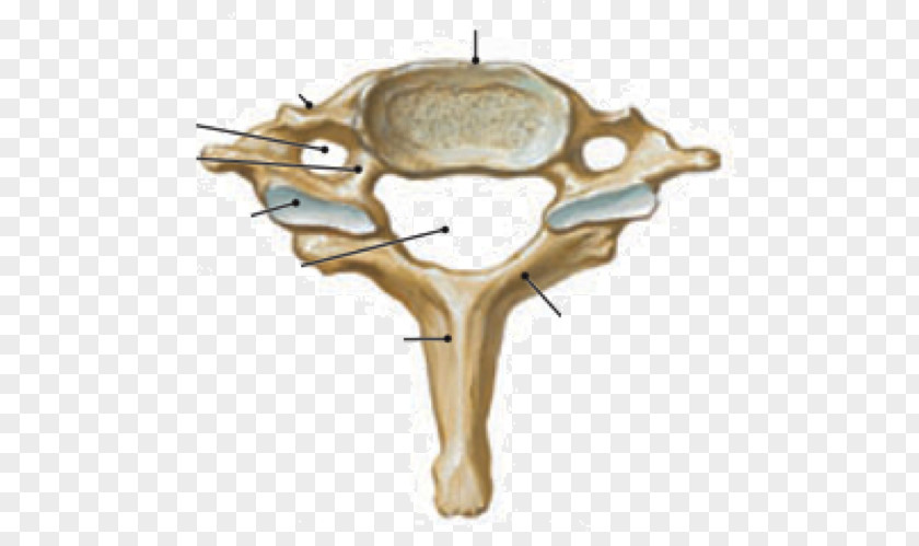 Cervical Vertebra Atlas Vertebrae Vertebral Column Human Body PNG