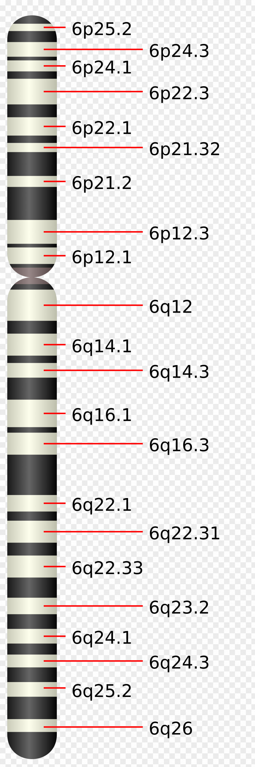 Chromosome 6 5 3 (human) Human Leukocyte Antigen PNG